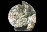 Fossil Ammonite (Sphenodiscus) in Rock - South Dakota #143840-2